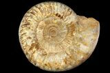 Jurassic Ammonite Fossil - Madagascar #118430-1